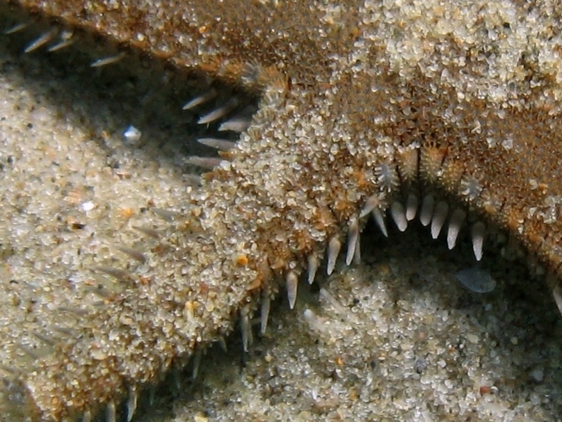 Astropecten spinulosus (Philippi, 1837)